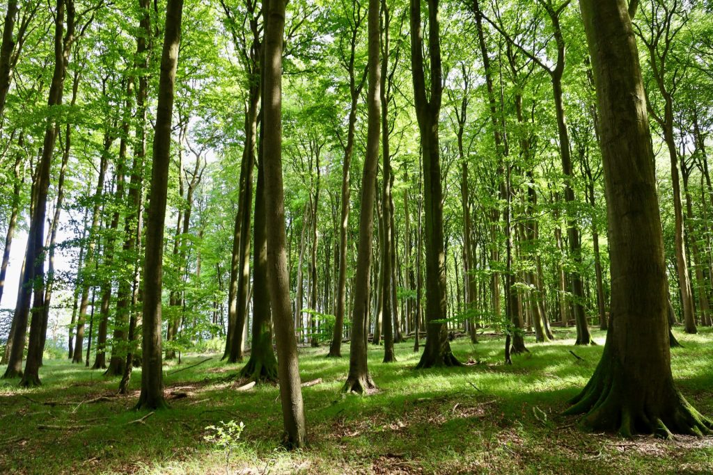 Ein Wald mit vielen Bäumen und Gras