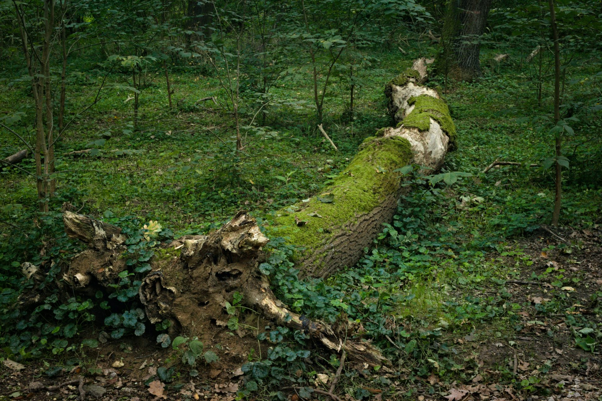 ein Wald mit Bäumen und Felsen
